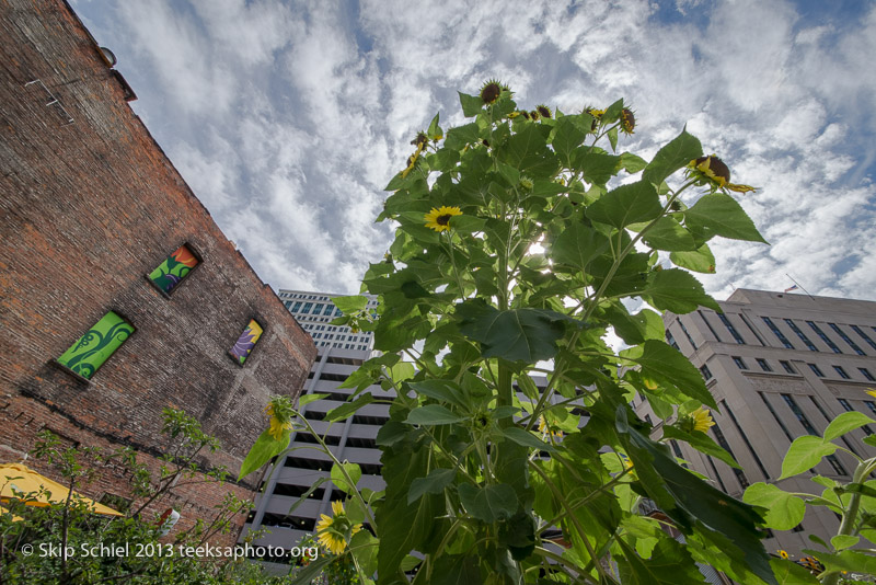 Detroit-Urban agriculture-9404