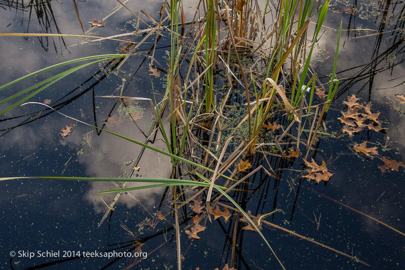 Broadmoor Wildlife Sanctuary-Audubon-3396