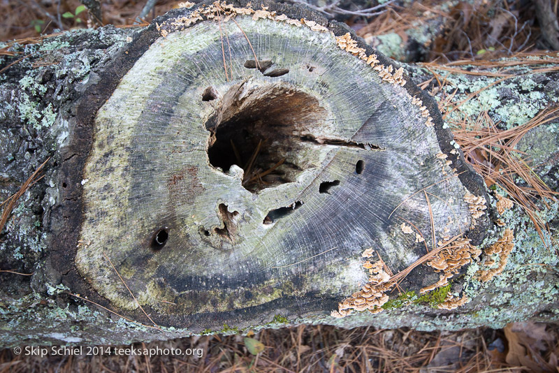 Broadmoor Wildlife Sanctuary-Audubon-3475