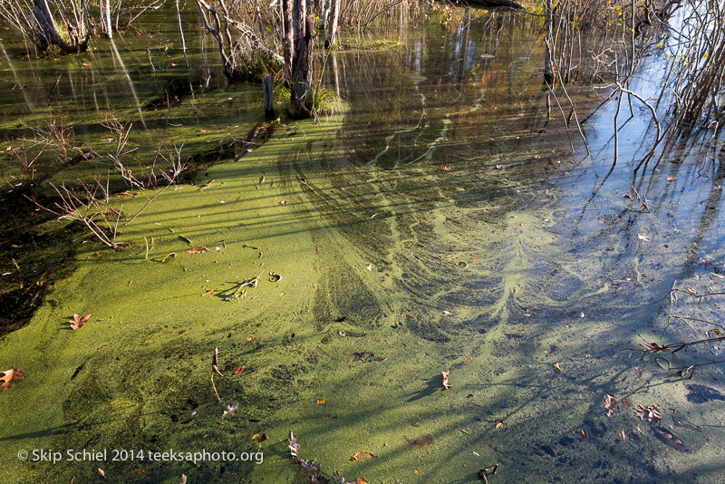 Broadmoor Wildlife Sanctuary-Audubon-3476