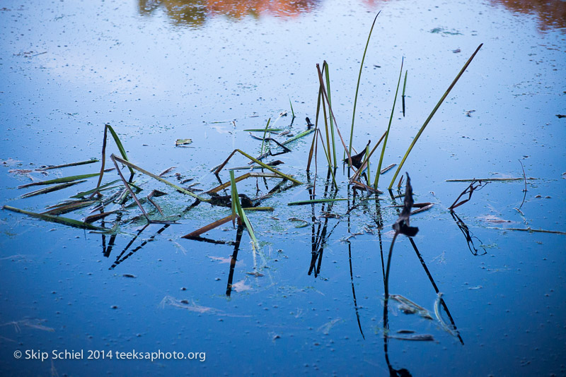 Broadmoor Wildlife Sanctuary-Audubon-3488