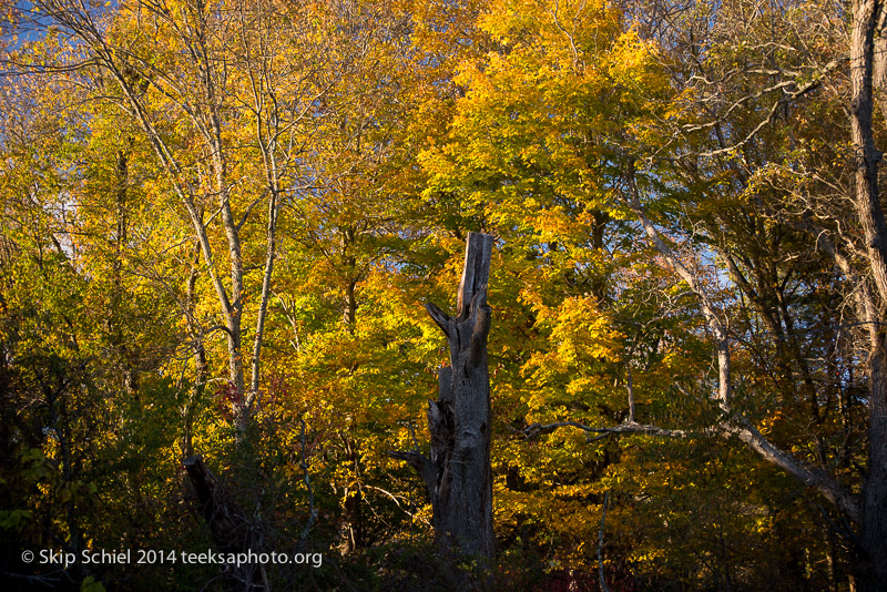 Broadmoor Wildlife Sanctuary-Audubon-3507