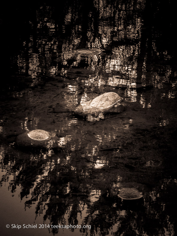 Christmas-Walden Pond-Codman Farm-0130