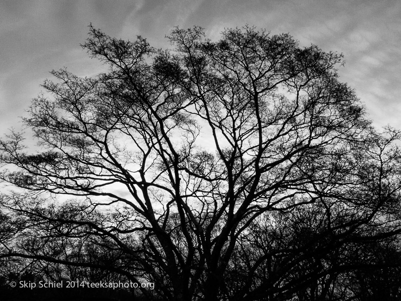 Emerald Necklace-Boston-Arboretum-3418