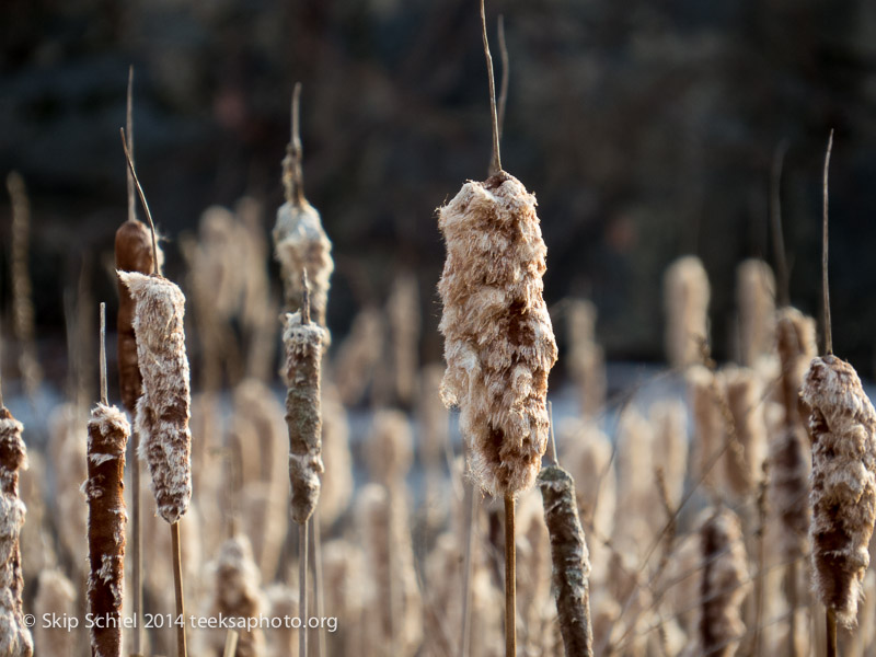 Emerald Necklace-Boston-Arboretum-3519