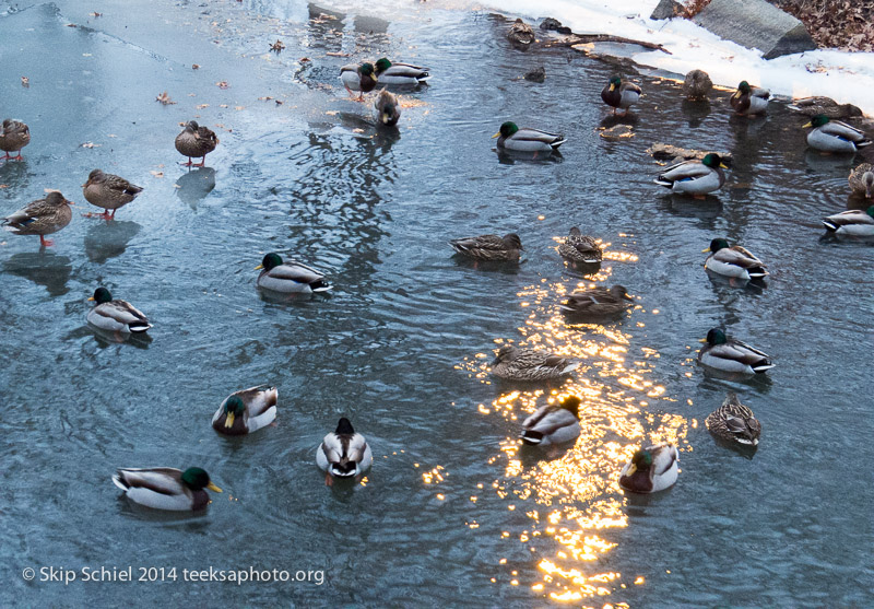 Emerald Necklace-Boston-2943