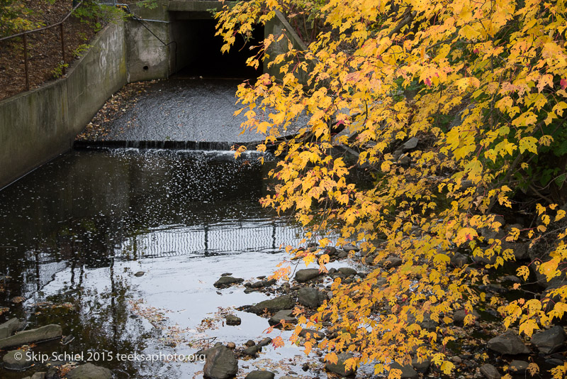 Charles River-Watertown-0992