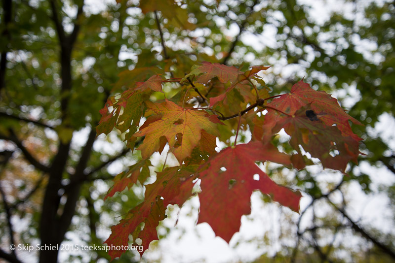 Charles River-Watertown-1011