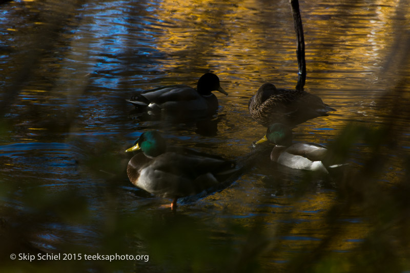 Beaver Brook Reservation-