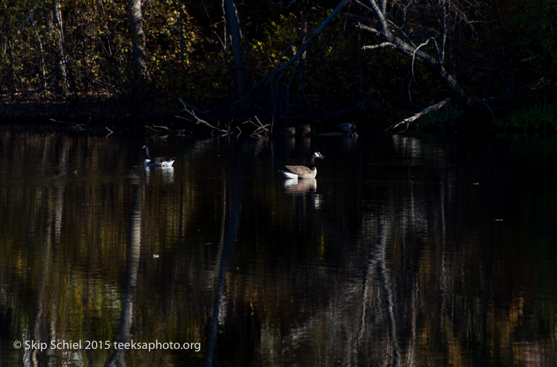 Beaver Brook Reservation-1309