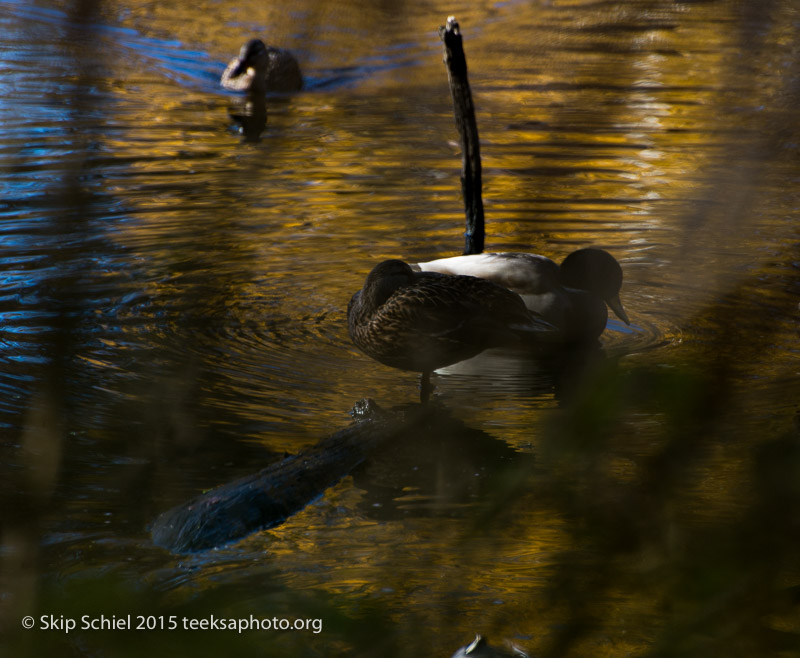 Beaver Brook Reservation-1341