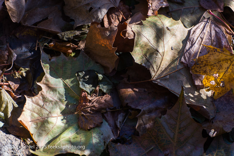 Beaver Brook Reservation-1351