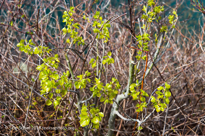 Halibut Point-Cape Ann_DSC2150