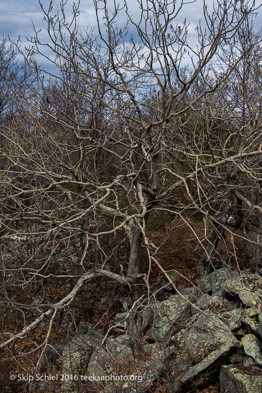 Halibut Point-Cape Ann_DSC2177