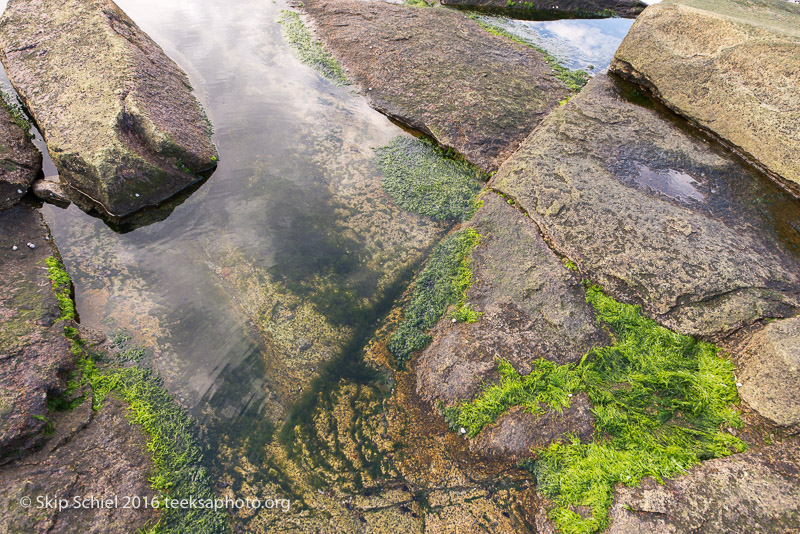 Halibut Point-Cape Ann_DSC2232