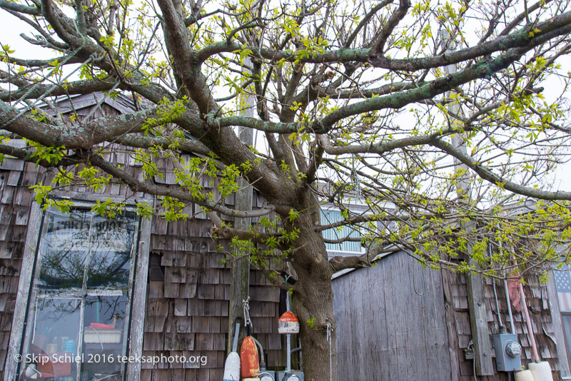 Cape Ann-Rockport_DSC2502