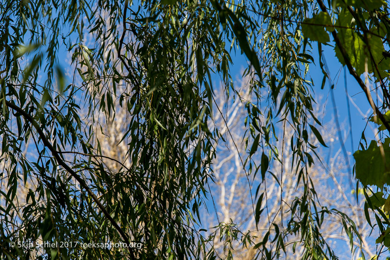 Massachusetts Audubon-Boston Nature Center-Sanctuary-_DSC7600