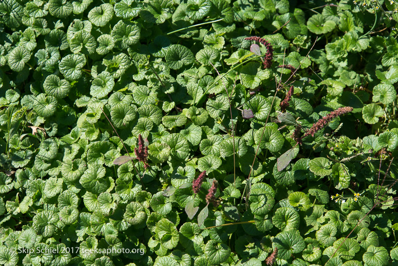 Massachusetts Audubon-Boston Nature Center-Sanctuary-_DSC7642