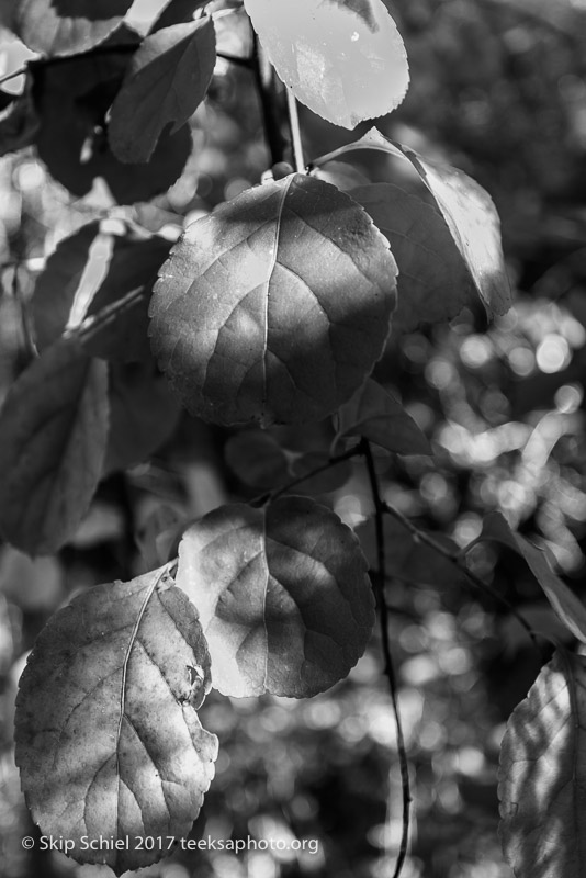 Massachusetts Audubon-Boston Nature Center-Sanctuary-_DSC7687