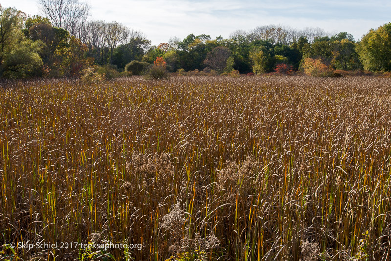 Massachusetts Audubon-Boston Nature Center-Sanctuary-_DSC7712