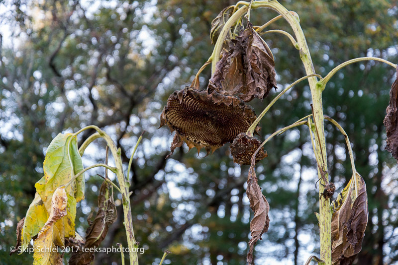 Massachusetts Audubon-Habitat-Sanctuary-_DSC8008