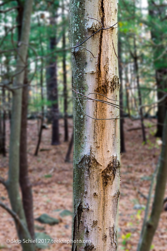 Massachusetts Audubon-Habitat-Sanctuary-_DSC8022-Edit