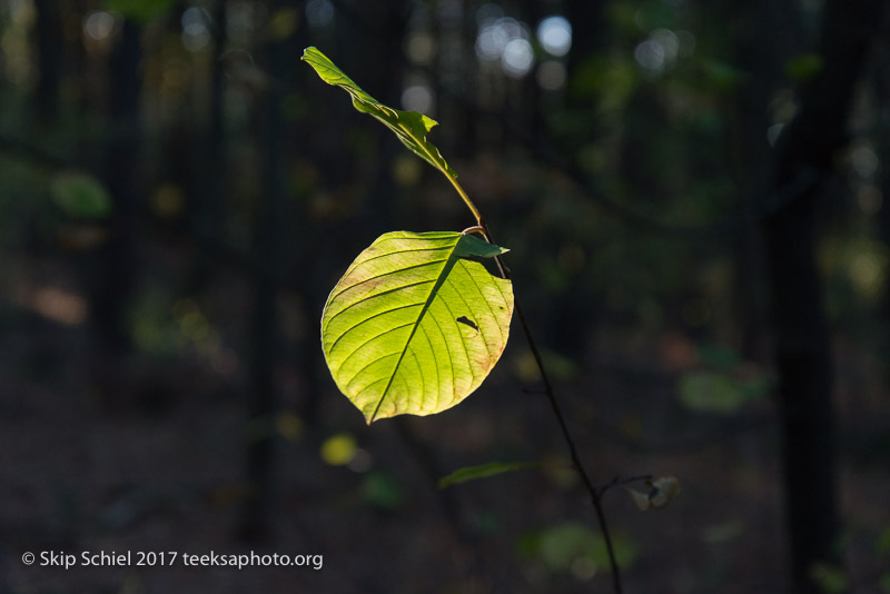 Massachusetts Audubon-Habitat-Sanctuary-_DSC8091