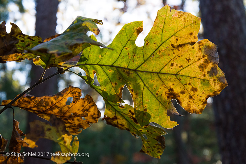 Massachusetts Audubon-Habitat-Sanctuary-_DSC8112