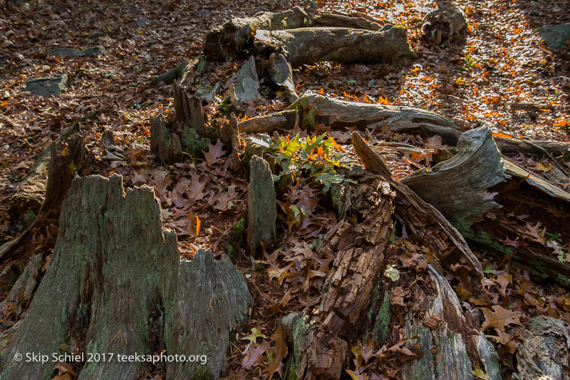 Massachusetts Audubon-Habitat-Sanctuary-_DSC8131