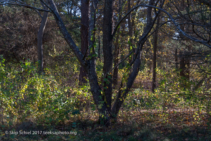 Massachusetts Audubon-Habitat-Sanctuary-_DSC8133