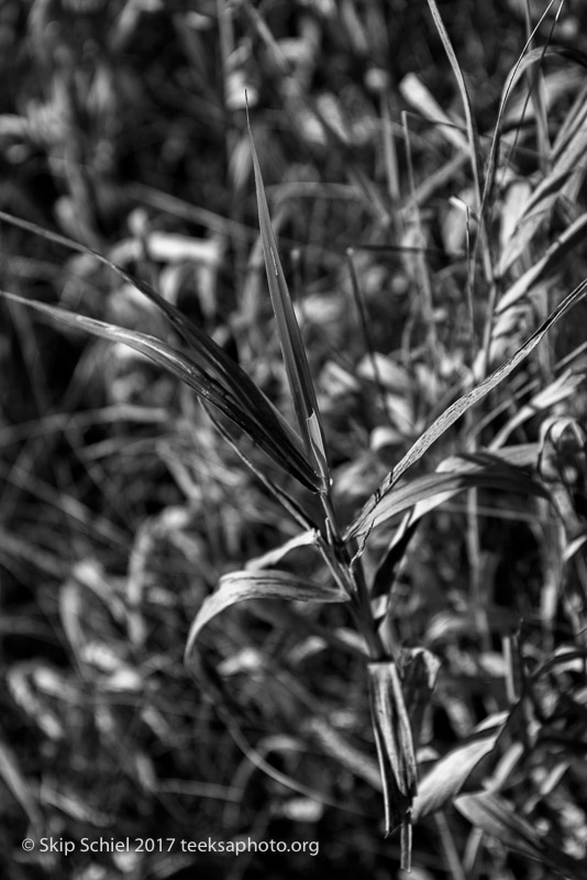 Massachusetts Audubon-Ipswich River-Sanctuary-_DSC7786