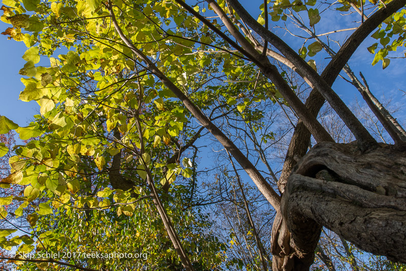 Massachusetts Audubon-Ipswich River-Sanctuary-_DSC7812