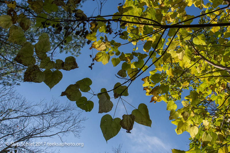 Massachusetts Audubon-Ipswich River-Sanctuary-_DSC7818