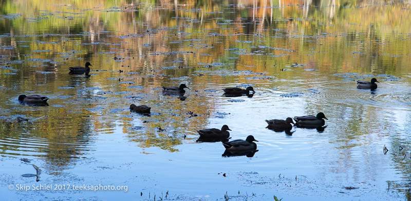 Massachusetts Audubon-Ipswich River-Sanctuary-_DSC7860