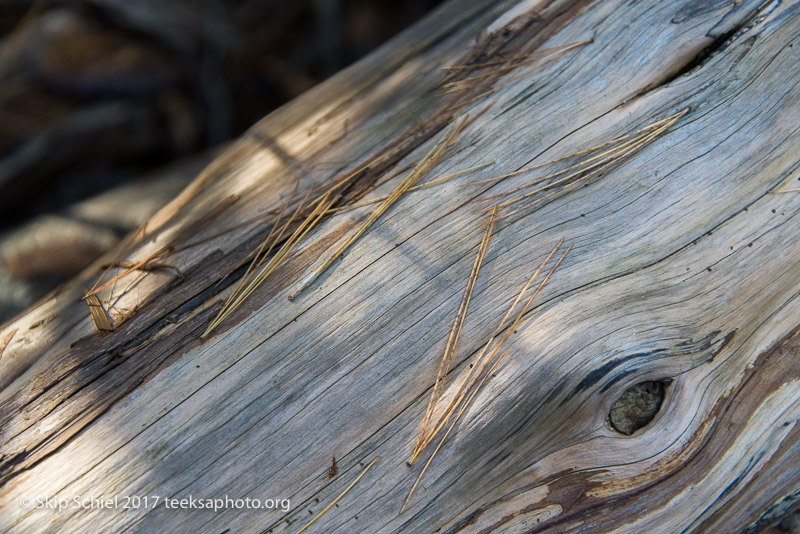 Massachusetts Audubon-Ipswich River-Sanctuary-_DSC7872