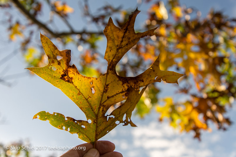 Massachusetts Audubon-Ipswich River-Sanctuary-_DSC7890