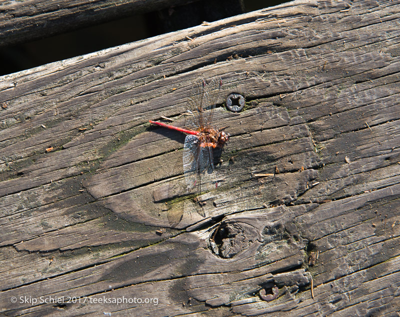 Massachusetts Audubon-Ipswich River-Sanctuary-_DSC7894