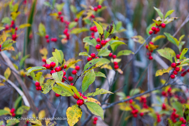 Massachusetts Audubon-Ipswich River-Sanctuary-_DSC7911