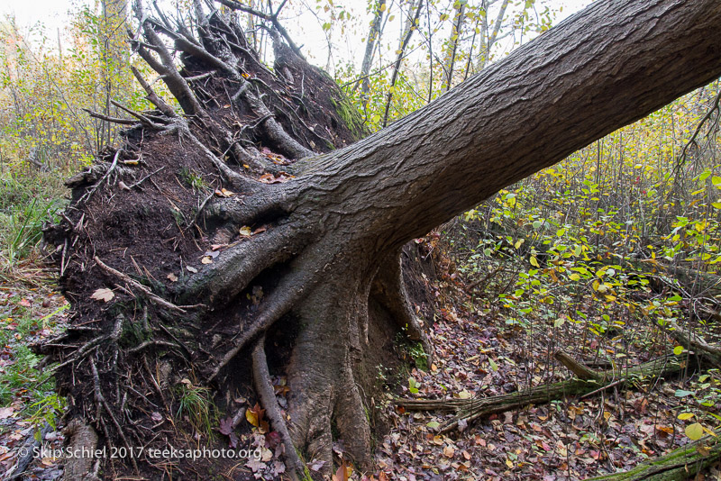 Massachusetts Audubon-Ipswich River-Sanctuary-_DSC7919