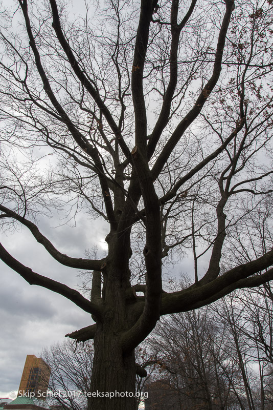 Boston Emerald Necklace__DSC3711