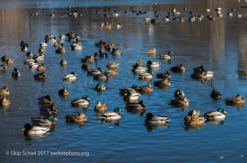 Boston Emerald Necklace__DSC3897