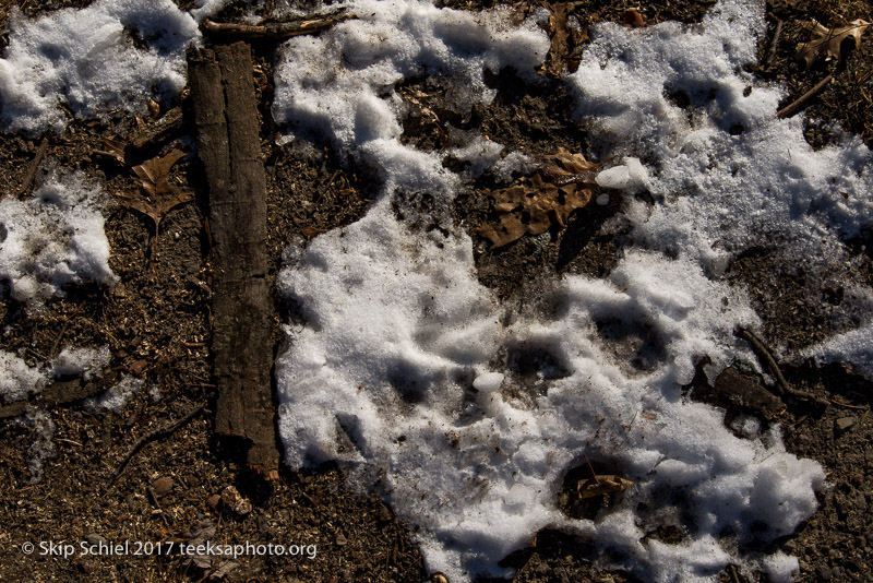 Boston Emerald Necklace__DSC3907