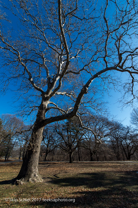 Boston Emerald Necklace__DSC4001