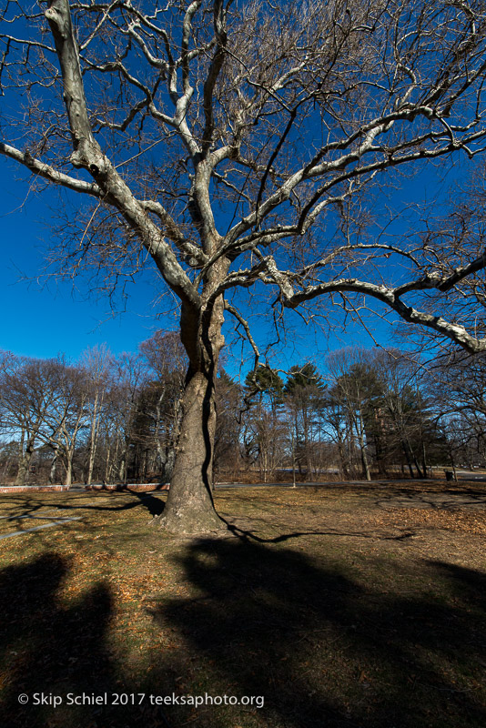 Boston Emerald Necklace__DSC4004