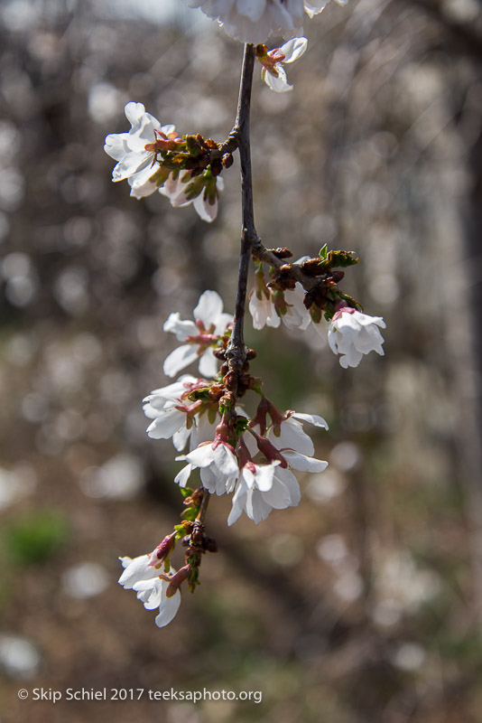 Waltham-Mill Town-_DSC5069