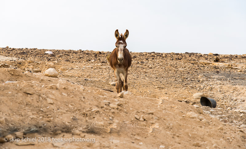 Palestine-Bedouin-refugee_DSC0890