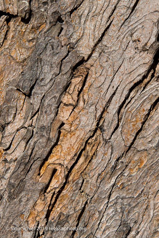 Arboretum-Boston_DSC5278