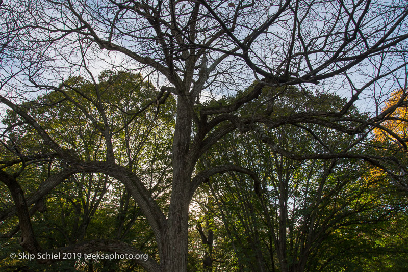 Arboretum-Boston_DSC5282