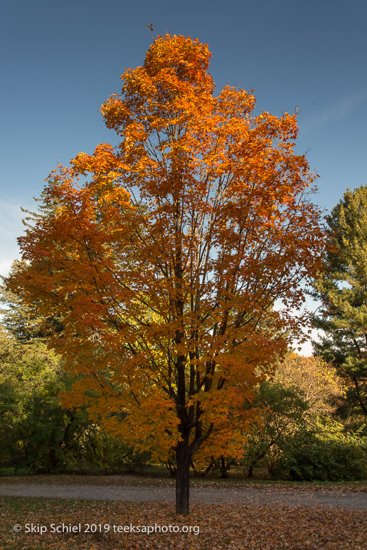 Arboretum-Boston_DSC5325