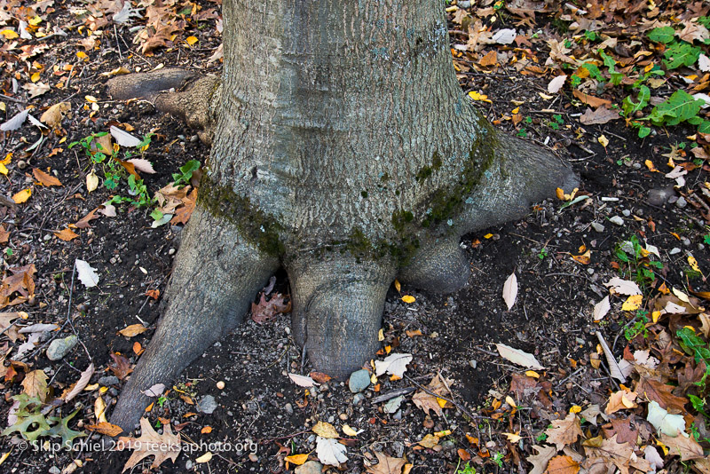 Arboretum-Boston_DSC5328